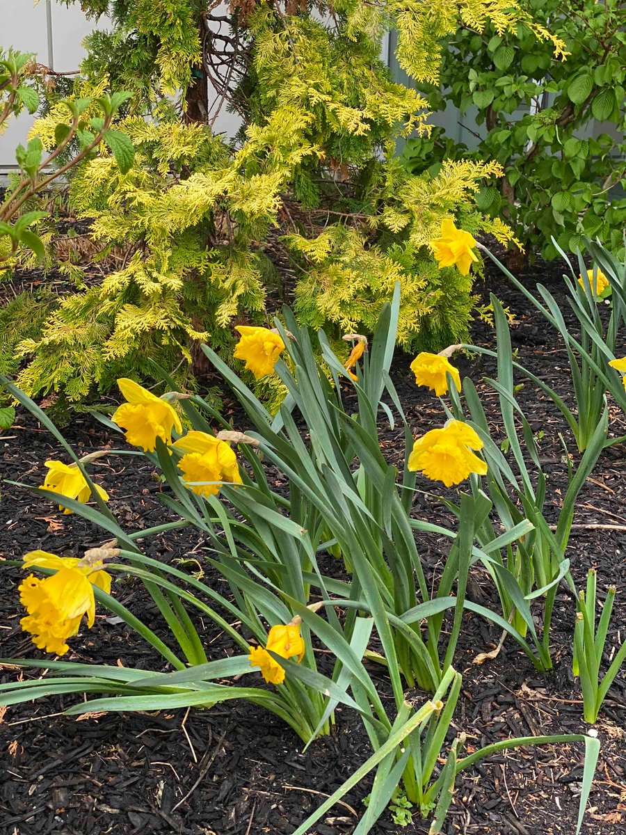 Happy Earth Day from our Adelphi campus!🌎 Together, we can create positive change right where we are. #MyAdelphi