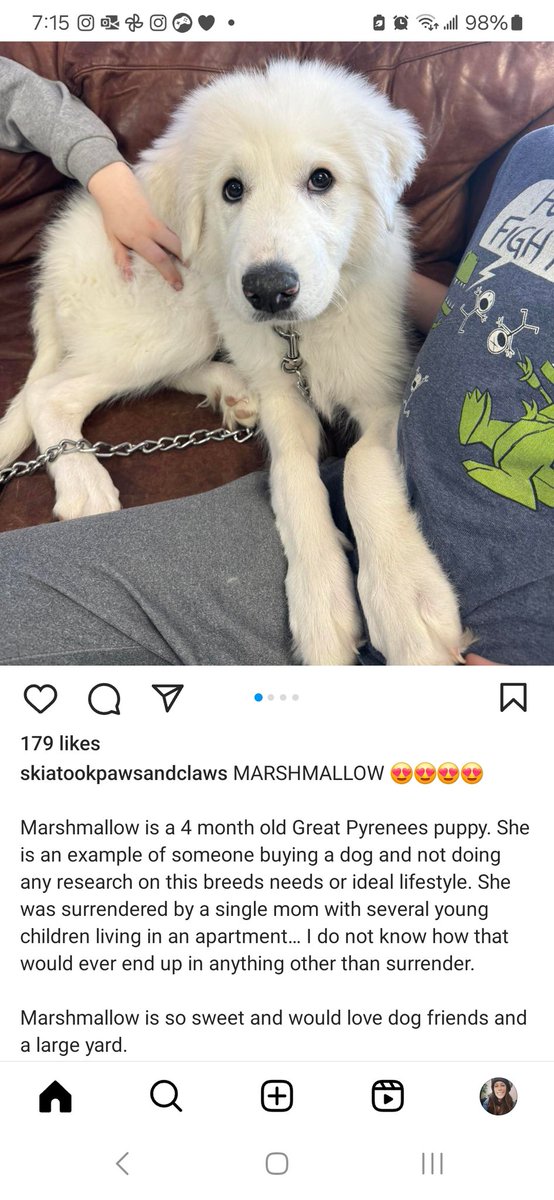 Great Pyrenees pup 4 months old, at the rescue in OK where I got Beans... if anyone knows anyone who is interested, please share.