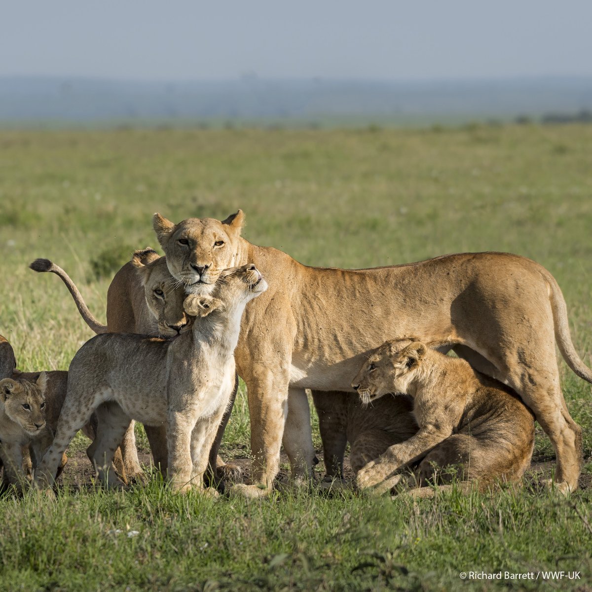 Happy #EarthDay! Commit to protecting the planet today by becoming a WWF member and making a lasting difference. Join today: wwf.to/4aEQ3jI.