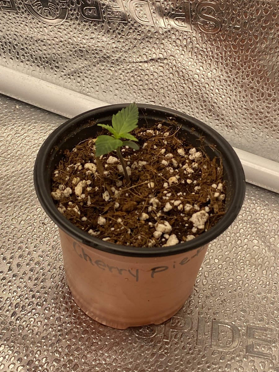 🍒Cherry🥧Pie Autoflower On Day 1 From @CanukSeeds she’s growing in @AuroraInnovtns brand new 70/30 Coco perlite and is being fed with seedling nutes from @iBEX_Nutrition #Growyourown #Spiderfarmer #CannabisCommunity #Cannabiscultivation #Cannabisdaily #CanukseedSSP