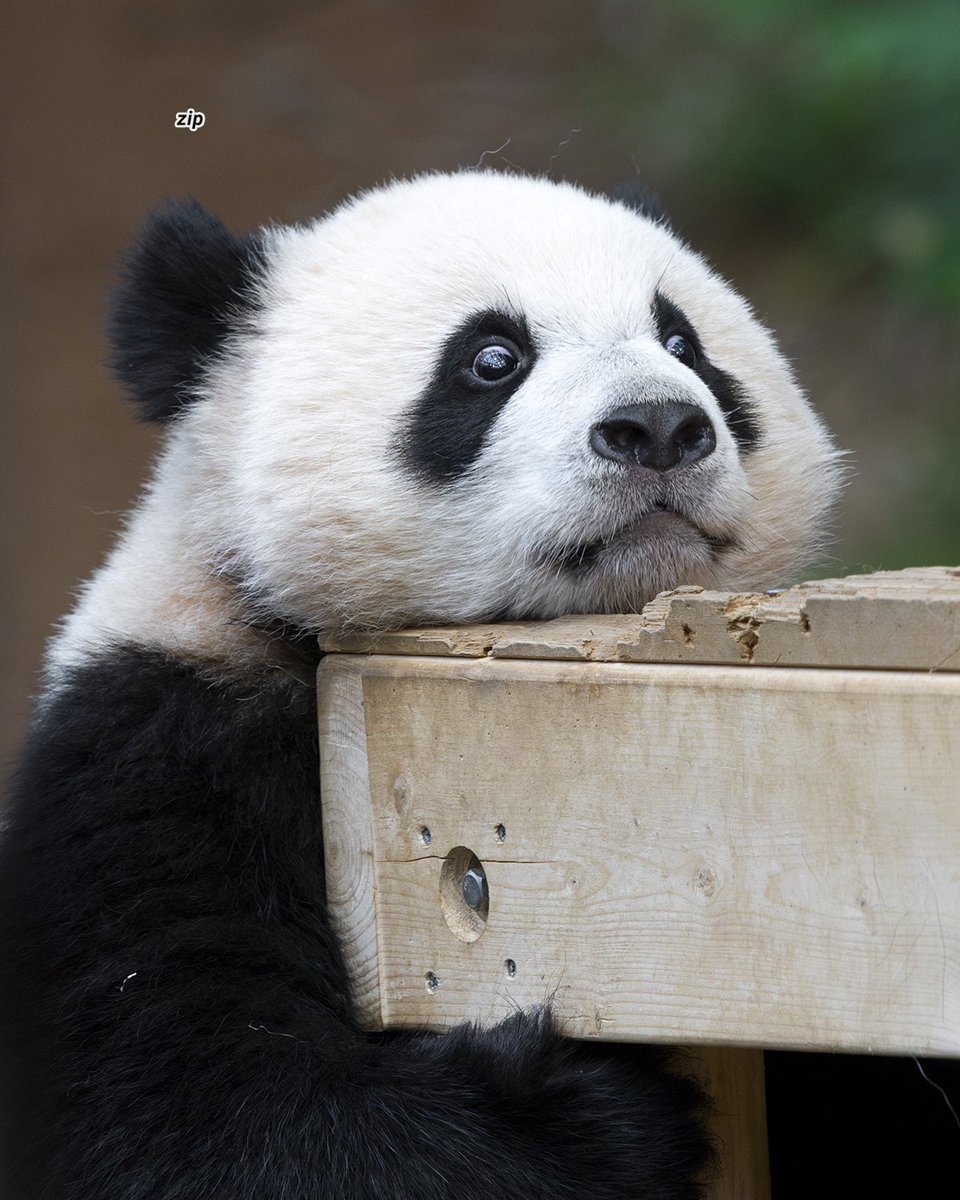 240421 후빵 후후 불어묵자
#후이바오 #HuiBao