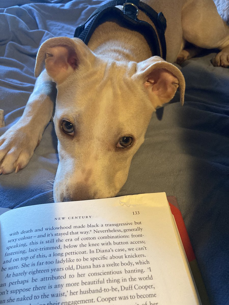Pupdate: helping me finish a book review.
#sunny #fosteringsaveslives #fosterssavelives #fosterdog