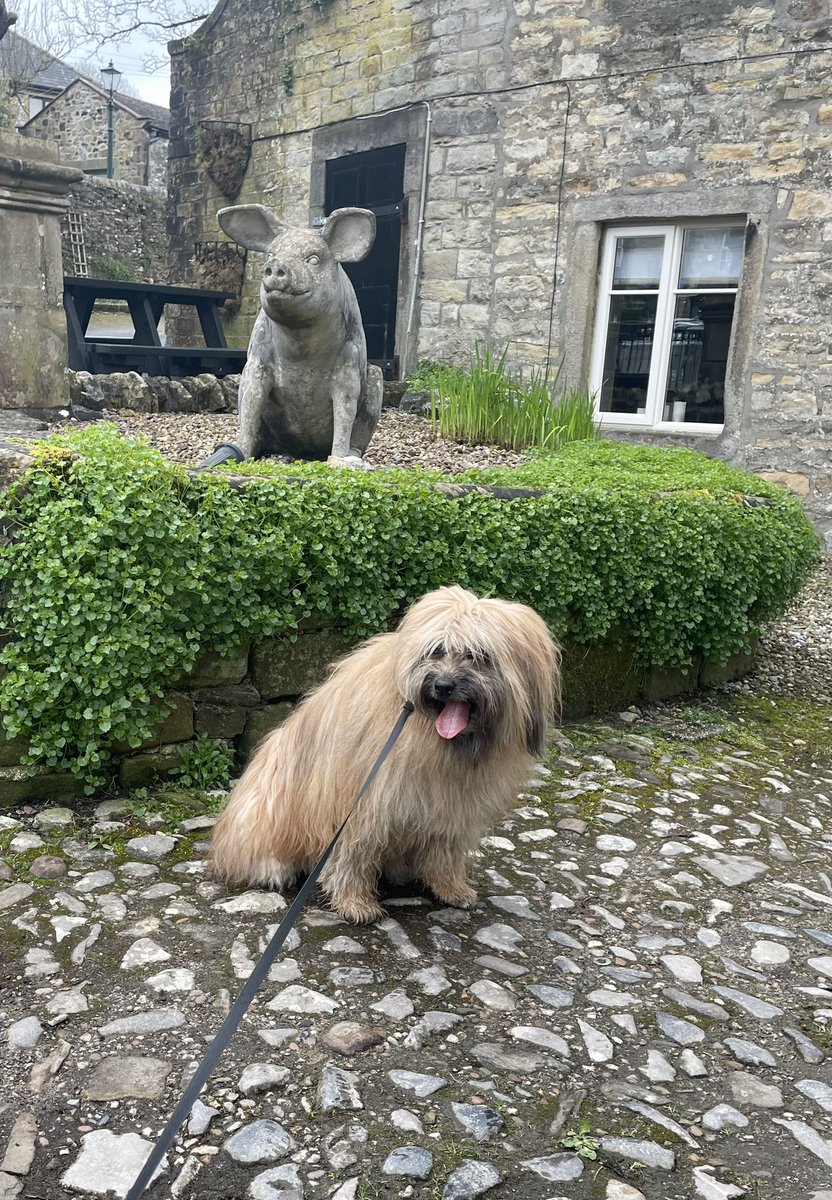 Hi guys we’re on our travels again. Lovely village where they film #allcreaturesgreatandsmall we’ve avoided the rain so far. Hope everyone is having a great day 🥰 #dogsoftwitter #dogsofX #dogs #Yorkshire