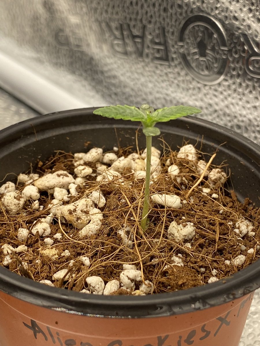 👽Alien🍪Cookies X Animal🦒 Mintz photoperiod on Day 1 from @CanukSeeds she’s growing in @AuroraInnovtns brand new 70/30 Coco perlite and is being fed with seedling nutes from @iBEX_Nutrition #Spiderfarmer #Canna #CanukseedSSP #Coco #Grow #cannabisculture #Cannabisdaily