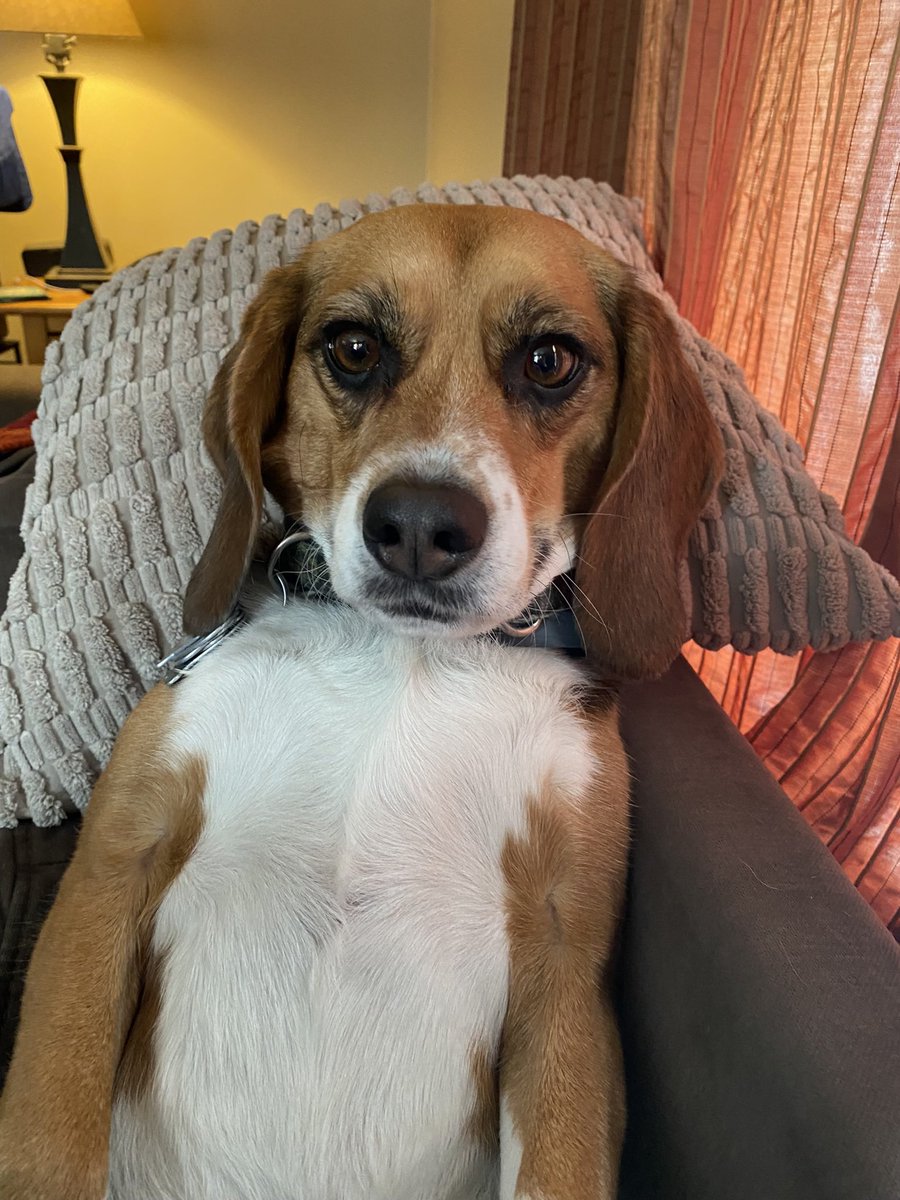 #NationalBeagleDay 
This is Bixby 🥰