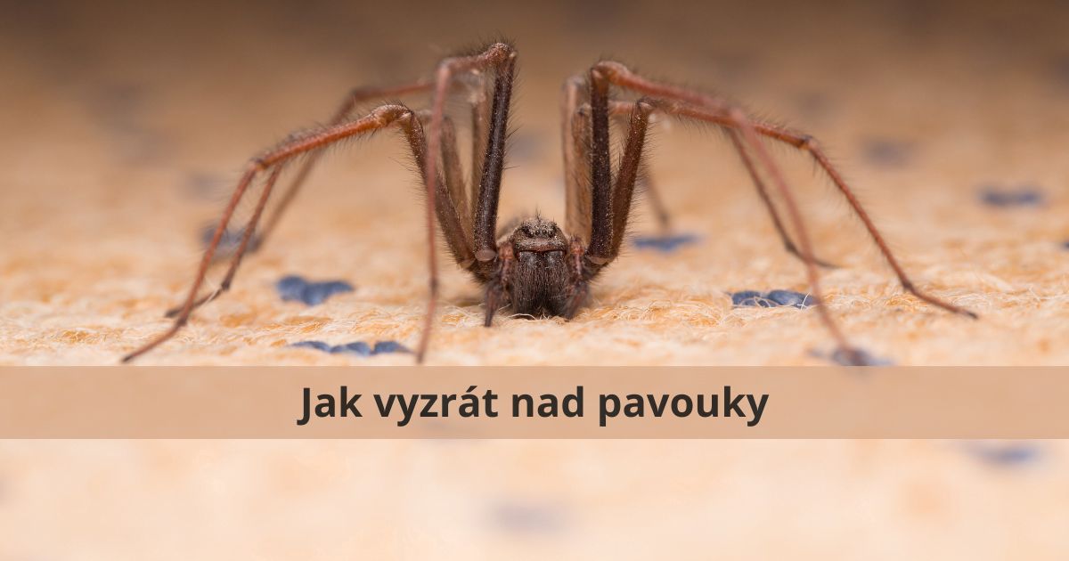Atlasocz's tweet photo. Pavouci se přitahují k tmavým a nepořádným místům, takže uklízení a ukládání do plastových boxů může být klíčem k jejich odstranění. 🕷️🧹 #Úklid #Pavouci #Domácnost Více zde: https://t.co/VTOEhTGZMr https://t.co/YMqfHqMRka