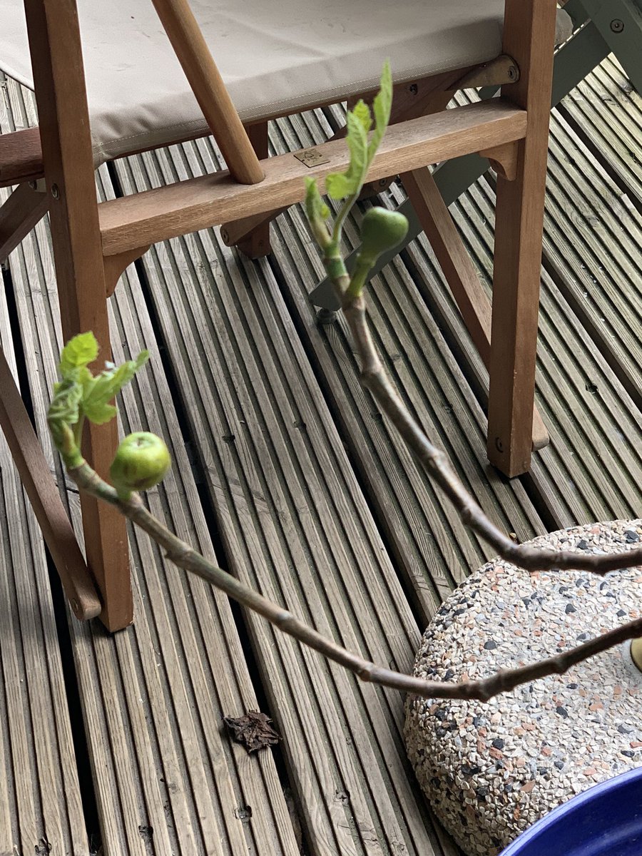 ACDNKA's tweet photo. Fruit on the fig trees means it must be spring, right? #inostrofichi #pietroewanda https://t.co/B0tVV1lqnd