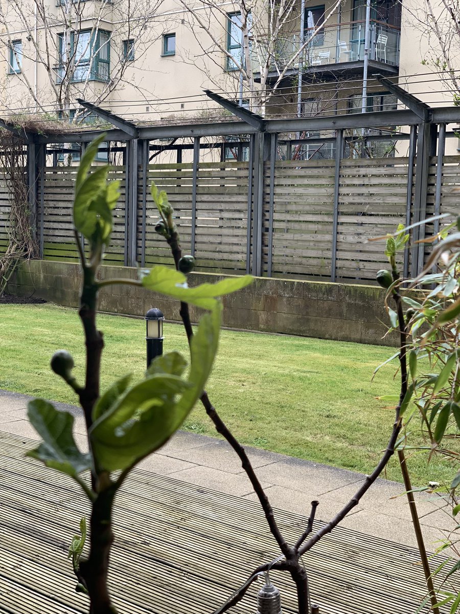 ACDNKA's tweet photo. Fruit on the fig trees means it must be spring, right? #inostrofichi #pietroewanda https://t.co/B0tVV1lqnd