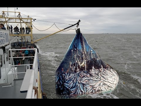 SemperVigilant1's tweet photo. @EsScalping Man Oh Man!!! Look at how busy you got today.
That net came up full. https://t.co/ZjgarUsz7S