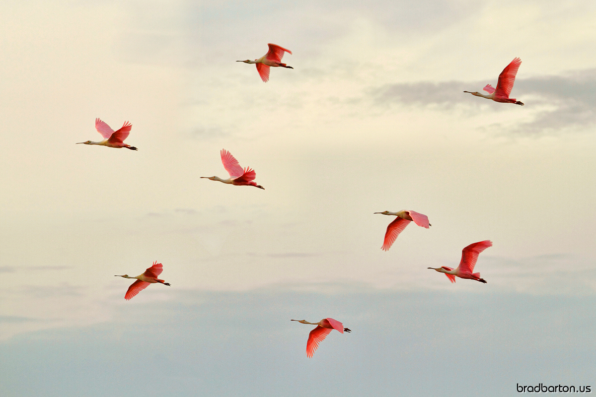 txheadshots's tweet photo. Spoonbills 
Available at my Fine Art Store
https://t.co/lfrLLL8jAm 
#roseatespoonbills #spoonbills #coastalart #shorebirds https://t.co/FSSFu0OUWs