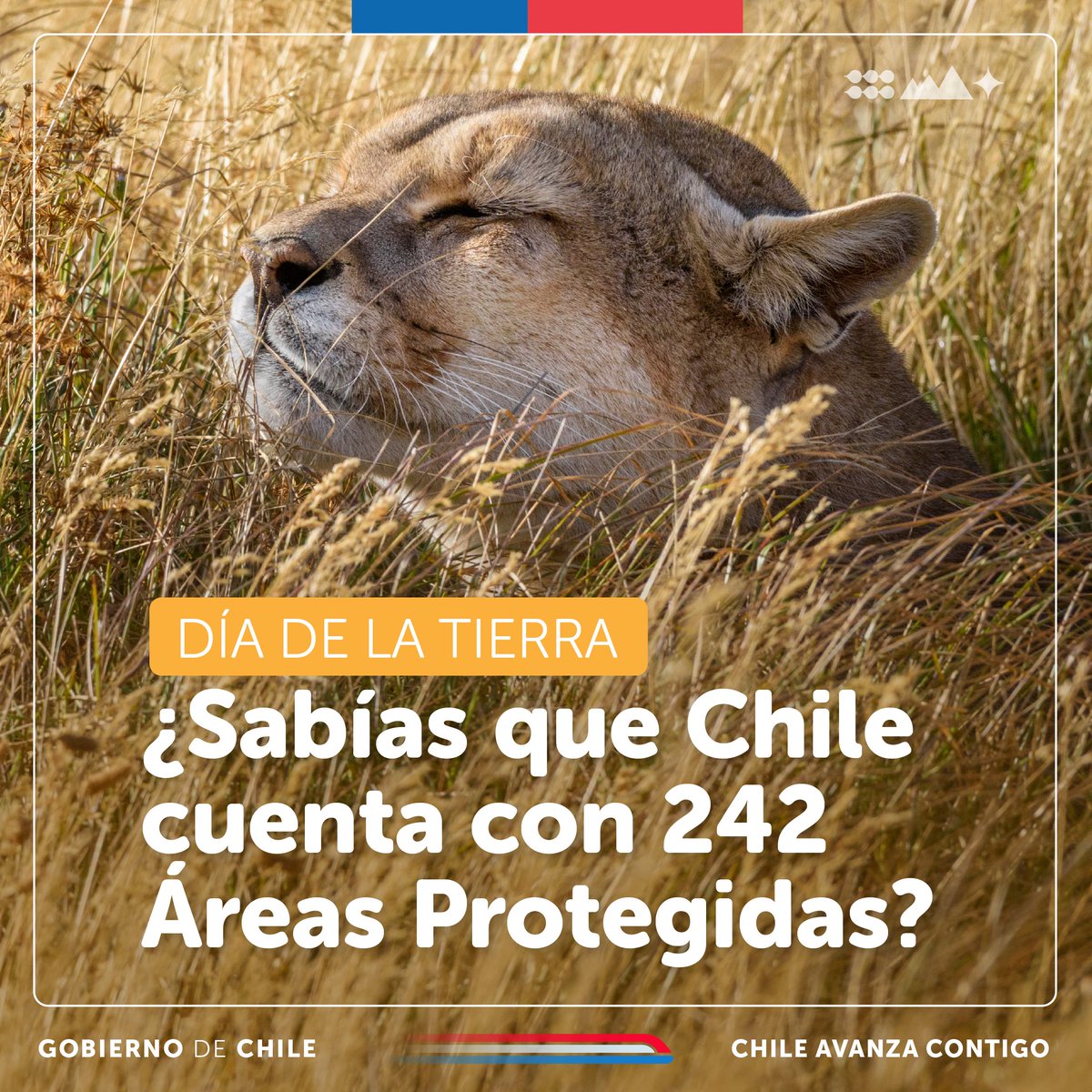 ¡Chile ya cuenta con 167 millones de hectáreas protegidas! 🇨🇱🌱 Hoy celebramos el #DíaDeLaTierra y reafirmamos nuestro compromiso con la protección y conservación de su medioambiente y rica biodiversidad. Súmate a las acciones para su cuidado. 🤝🌿