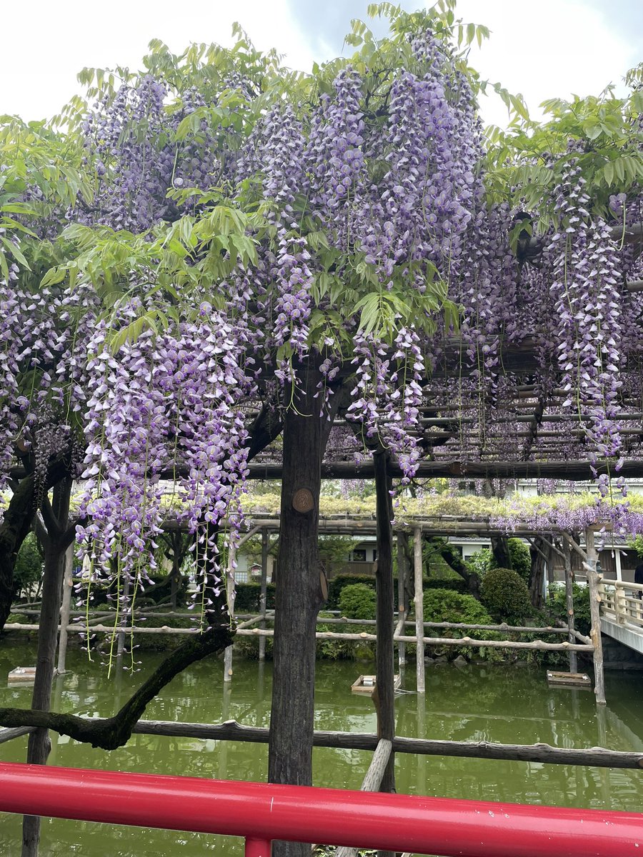 こんばんは🌆 今日は練習してカラダ動かしてお花見をしました！ 今年の春はたくさんお花見をしている気がします🤔 私も早く一花咲かせられるよう頑張らなねば BUNTAIのカード発表されました プロレス興行こけら落としの1試合目を任せられたからには、全力で行くのみです #STARDOM #スターダム #GE