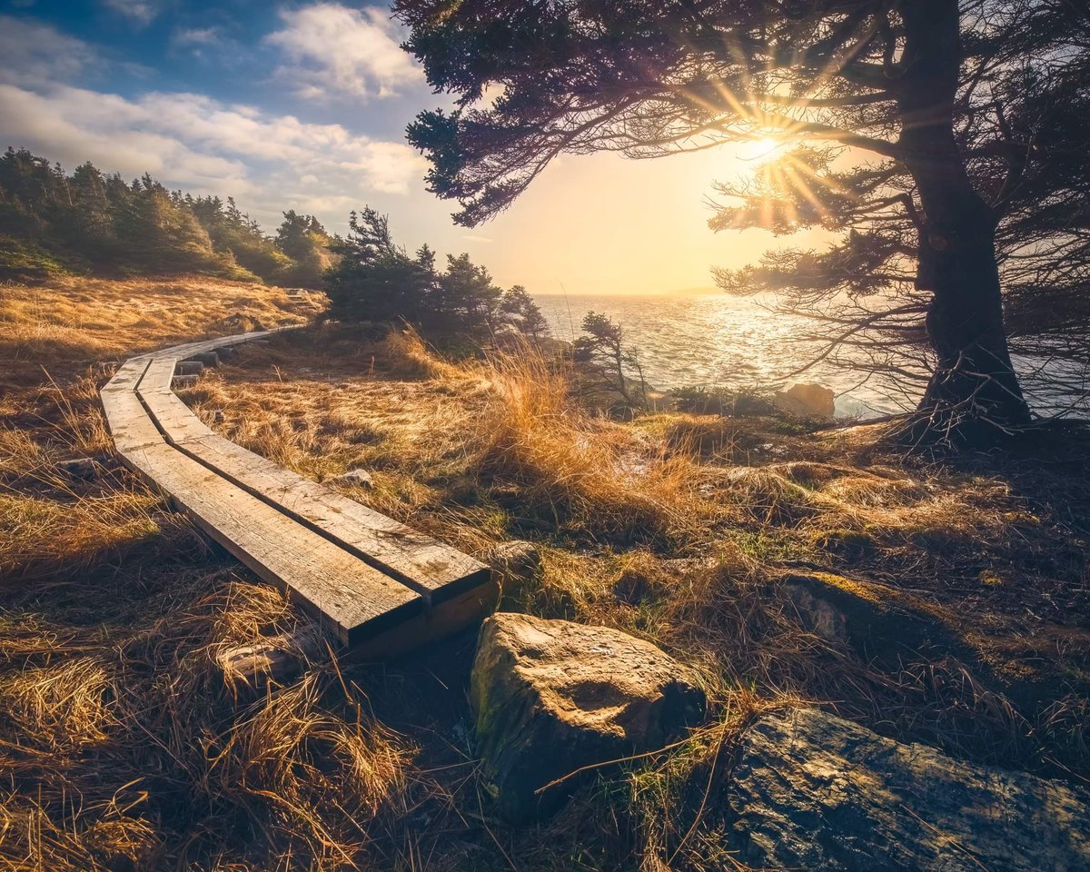 I stumbled upon this scene on the Goat's Cove Trail along the East Coast Trail of Newfoundland. It was on the chilly side and a bit windy. Fortunately the atmosphere was plentiful. The sun was peaking through the branches of a tree as it cast it's golden light on the scene. It…