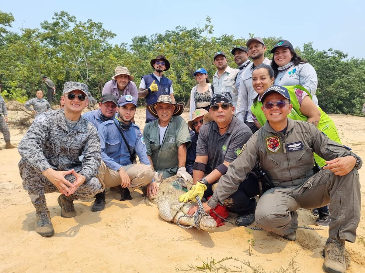 #LaUNALCuenta Con la liberación de 11 cocodrilos del Orinoco se completa el plan “salvavidas”🐊 En esta liberación participaron profesionales de la @FMVZ_UNAL junto con el @COL_EJERCITO, la Fuerza Aérea de Colombia y la Defensa Civil 👉 t.ly/B-sbf Vía @PrensaUNAL