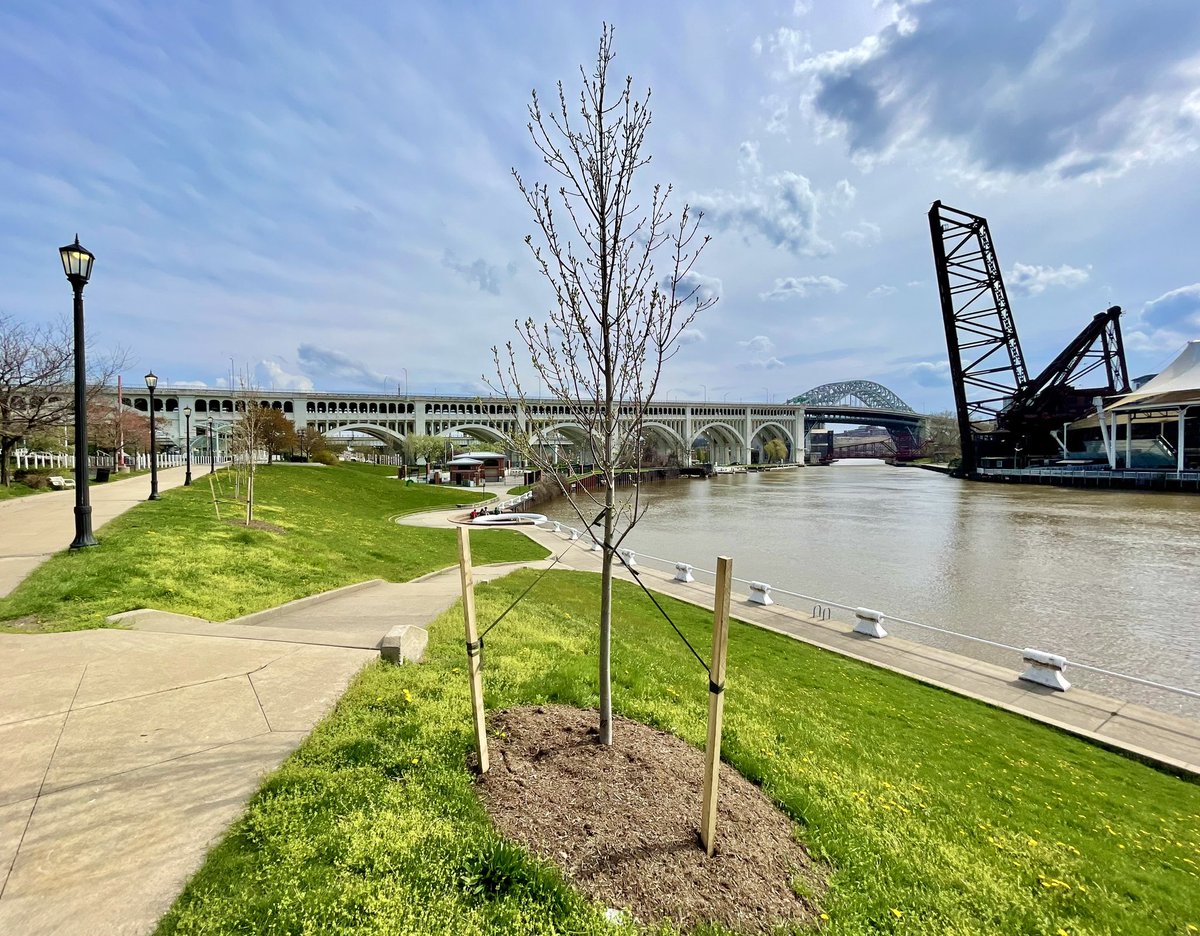 🌎 In celebration of #EarthDay, Downtown Cleveland, Inc. is excited to share that we received a $27,000 grant from the Cleveland Tree Coalition to help improve Downtown’s tree canopy by planting new trees in our urban core! 🌱 (1/3)
