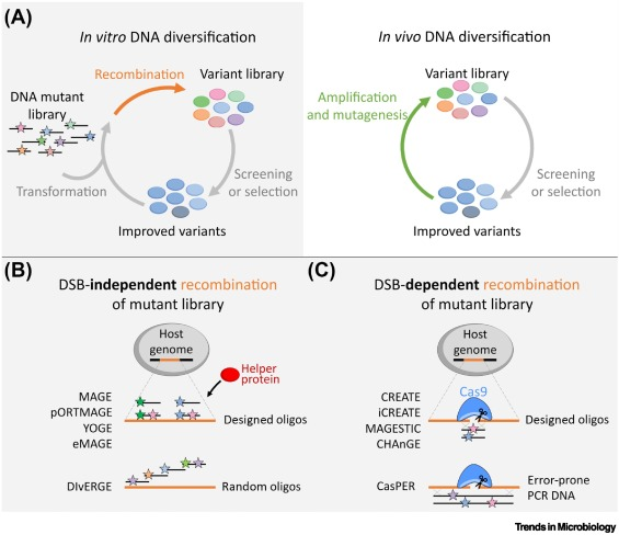 Looking for a comprehensive overview of different mutagenesis techniques for evolutionary engineering of microbes, including CRISPR-Cas, oligonucleotides, recombinases, and polymerases? Anna and Julian's new paper in Trends in Microbiology is here for ya: cell.com/trends/microbi…
