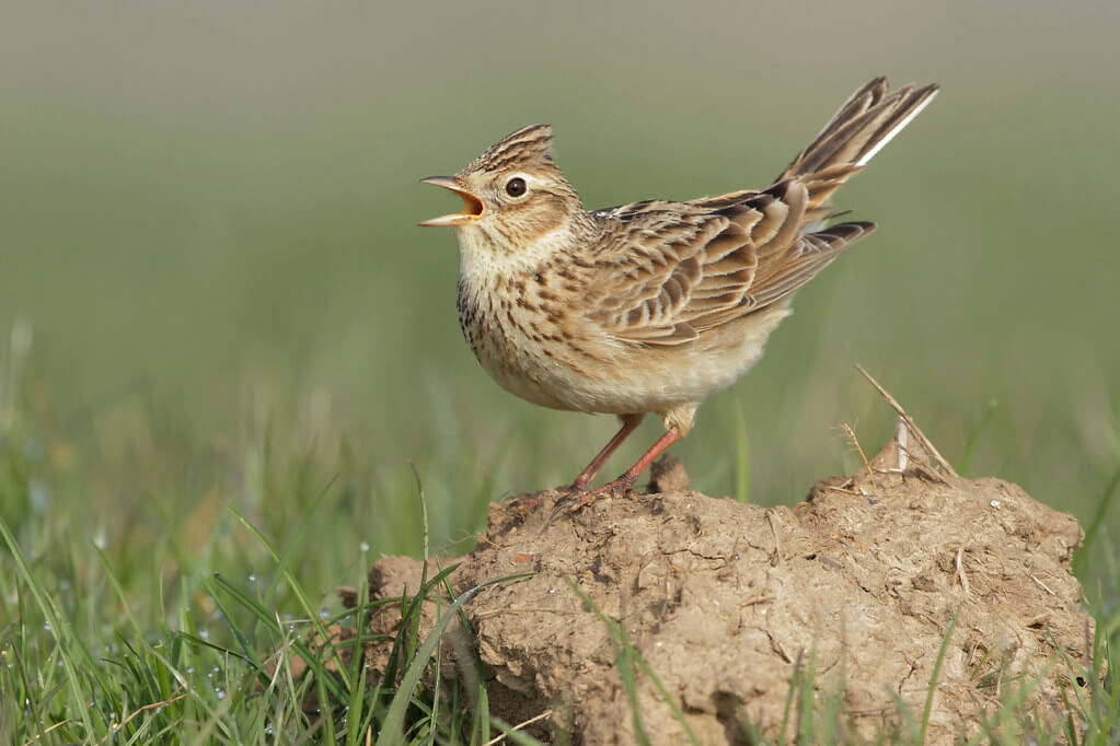 There are only a few spaces left on our Spring Skylark event on Sunday - book here: stroudvalleysproject.org/events/spring-…