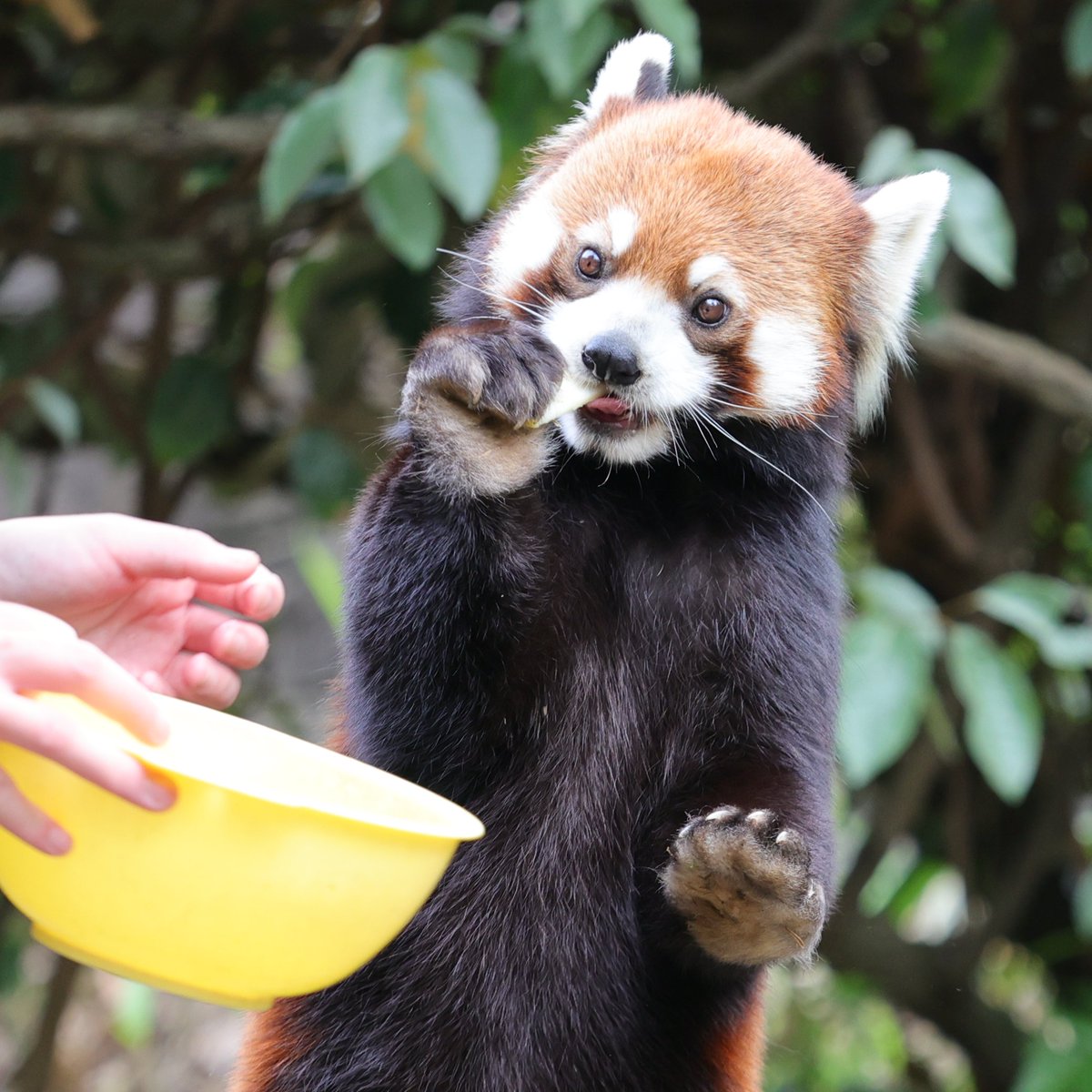 いただきます
20240421 sun
#ズーラシア #zoorasia #よこはま動物園
#レッサーパンダ #まめたろう #redpanda