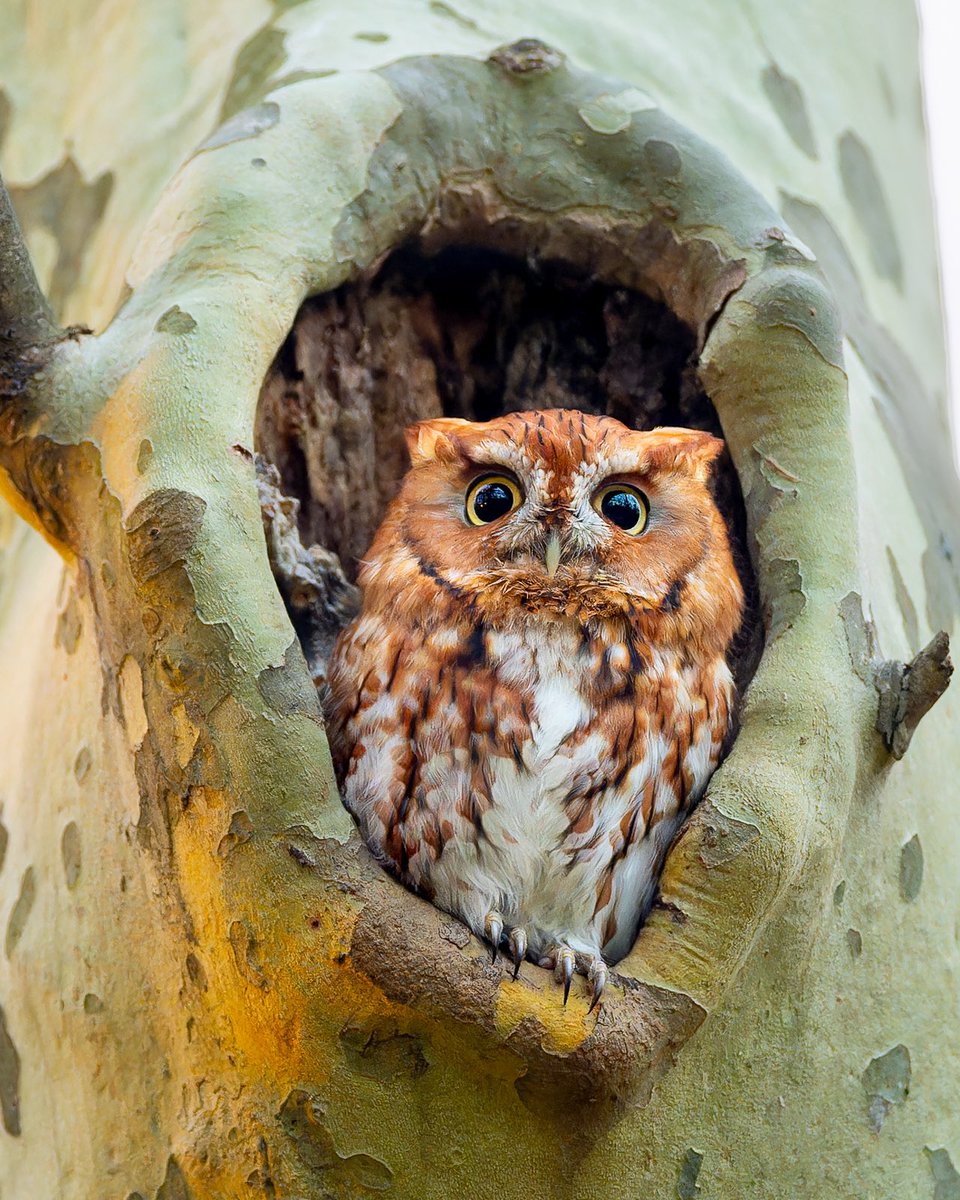 Happy Earth Day to my muses, the owls! Rufous eastern screech-owl, a munchkin of a bird, at dusk. (Last month in New Jersey) #birds #birding #nature #wildlife