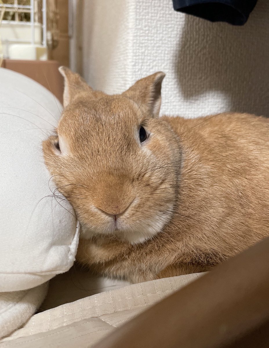 dokyo0112's tweet photo. ちょっと似てるwwwww

#うちの子バチクソ可愛い熟睡選手権 https://t.co/NPa63Z1Zod
