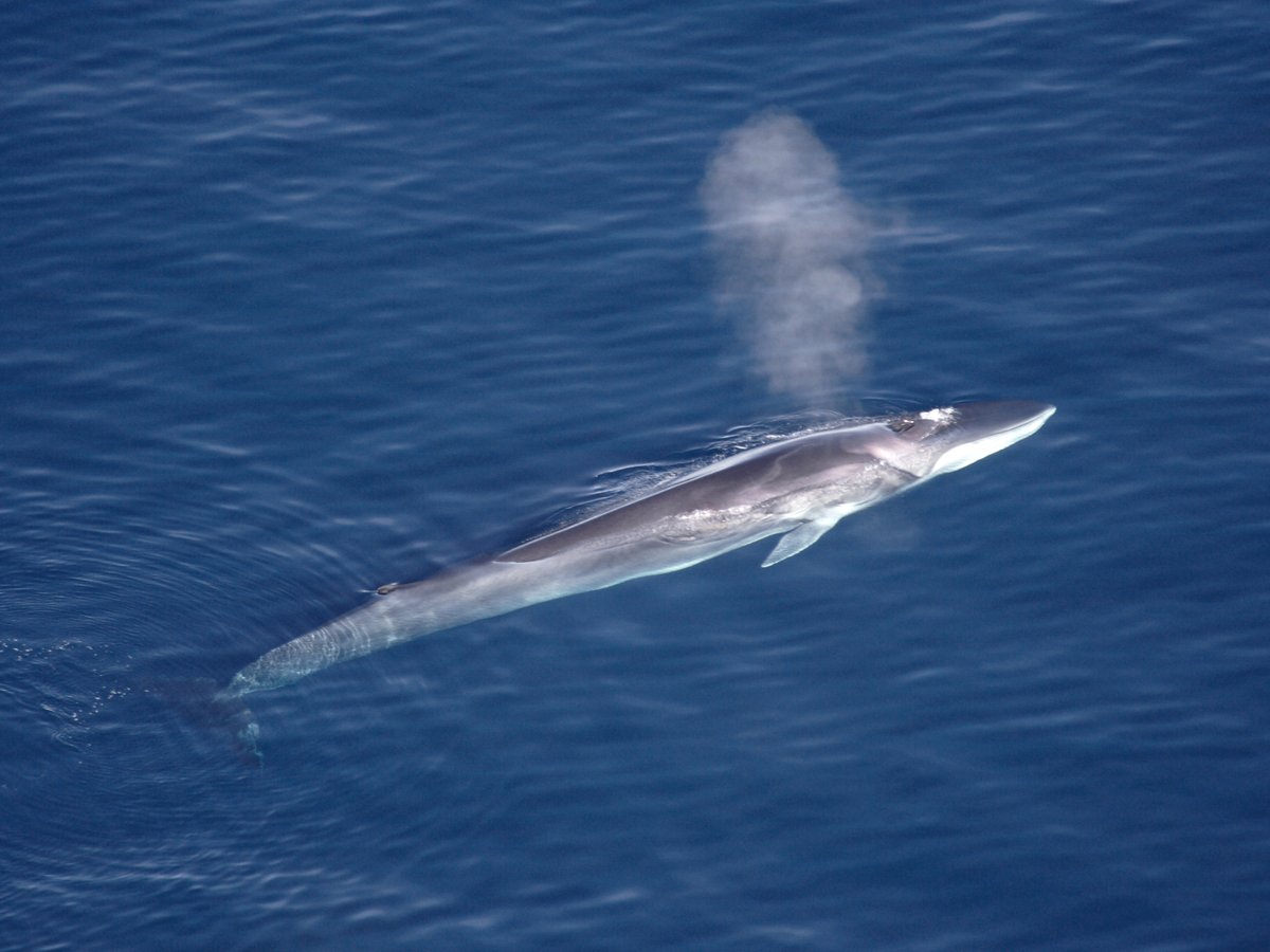 Action to achieve a permanent ban on the killing of Fin Whales by Iceland. change.org/p/ban-whaling-… @Change