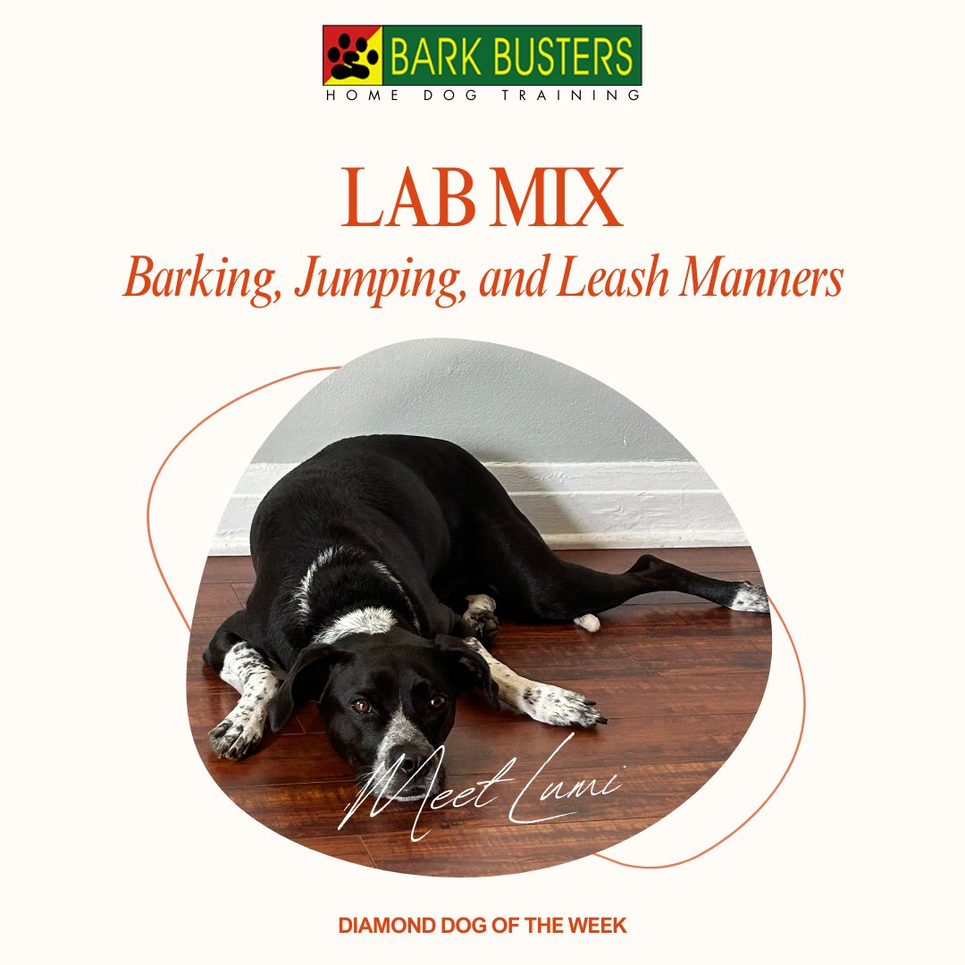 Meet Lumi, our energetic Lab mix and Diamond Dog of the Week! Despite his love for barking and jumping, he's mastering leash manners with each walk. Get ready for fun-filled adventures with this lively pup
#stephaniecurtis #dogtraining #valleydogtraining #inhomebehavioraltraining