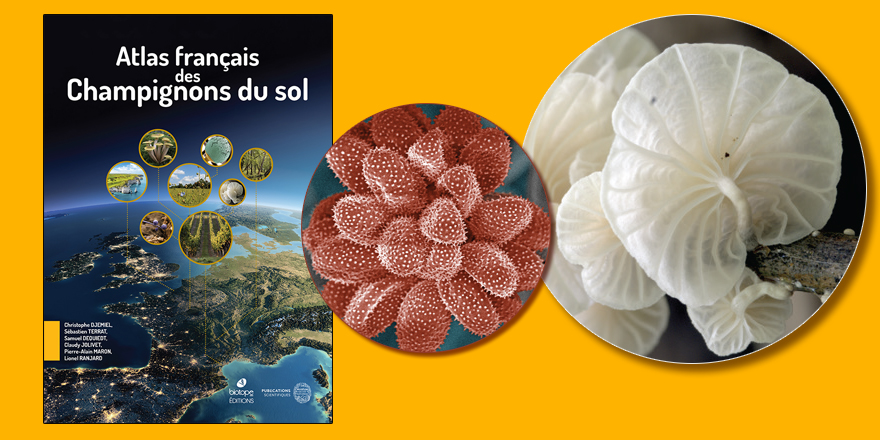 [#nouveauté2024] Vient de paraître en coédition avec @leclub_biotope ⤵️ 📚 Atlas français des champignons du sol ✒️ @c_djemiel - @SebTerrat - Samuel DEQUIEDT, Claudy JOLIVET, Pierre-Alain MARON & @RanjardLionel 🔗 sciencepress.mnhn.fr #champignonsdusol #INRAE