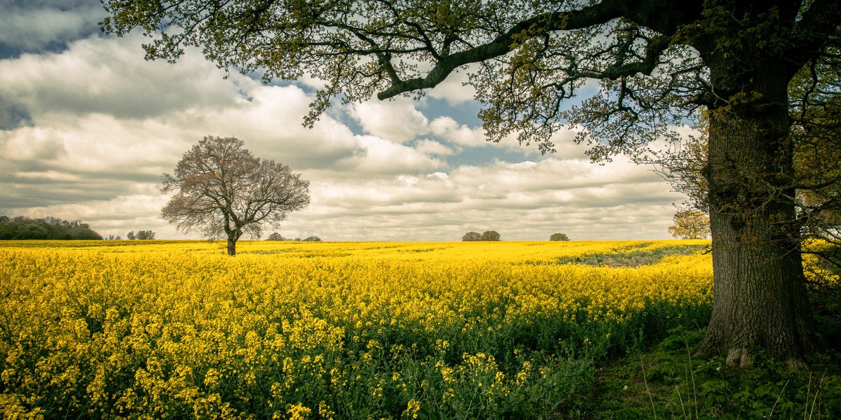 Signs of spring - the bright yellow flowers of oilseed rape are a sure sign that spring is here. 20/4 

@VisitSurrey @BBCCountryfile @countrywalking @ThePhotoHour @CanonUKandIE

#fsprintmonday #WexMondays