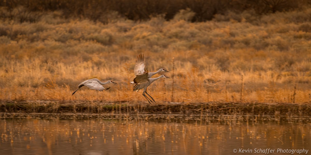 Photo finish... Nikon Z9, FTZ2 Adapter, @Sigma_Photo 150-600mm Contemporary lens at 460mm, f6.3, ISO1600, 1/200 second, @InduroTripods with the support