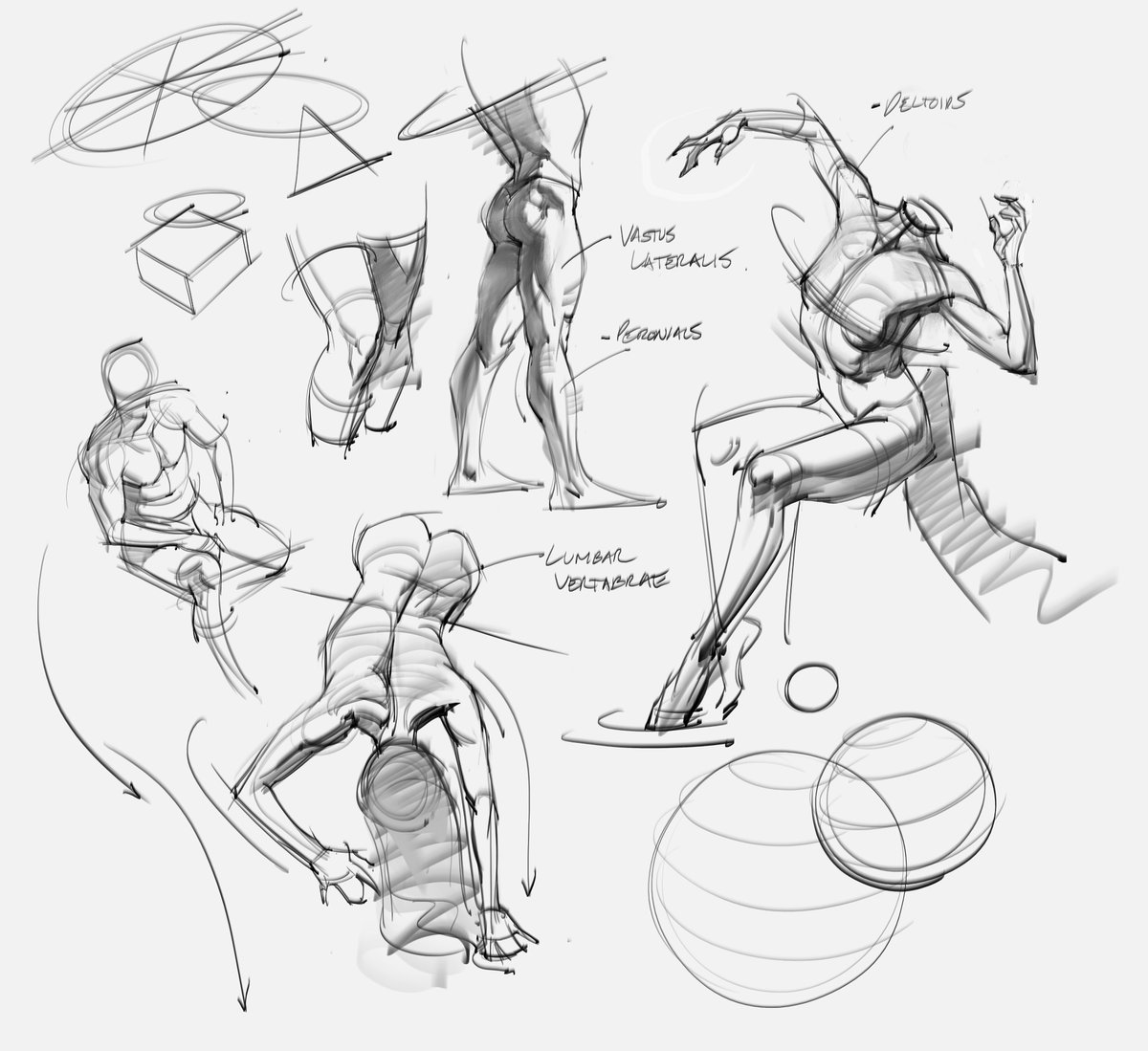 Morning gesture and anatomy drawings! #anatomy #humananatomy #gesture #lineart #art #legs #torso #figuredrawing #gesturedrawing #gottogetbetter #shading #sketches #doodles #goals