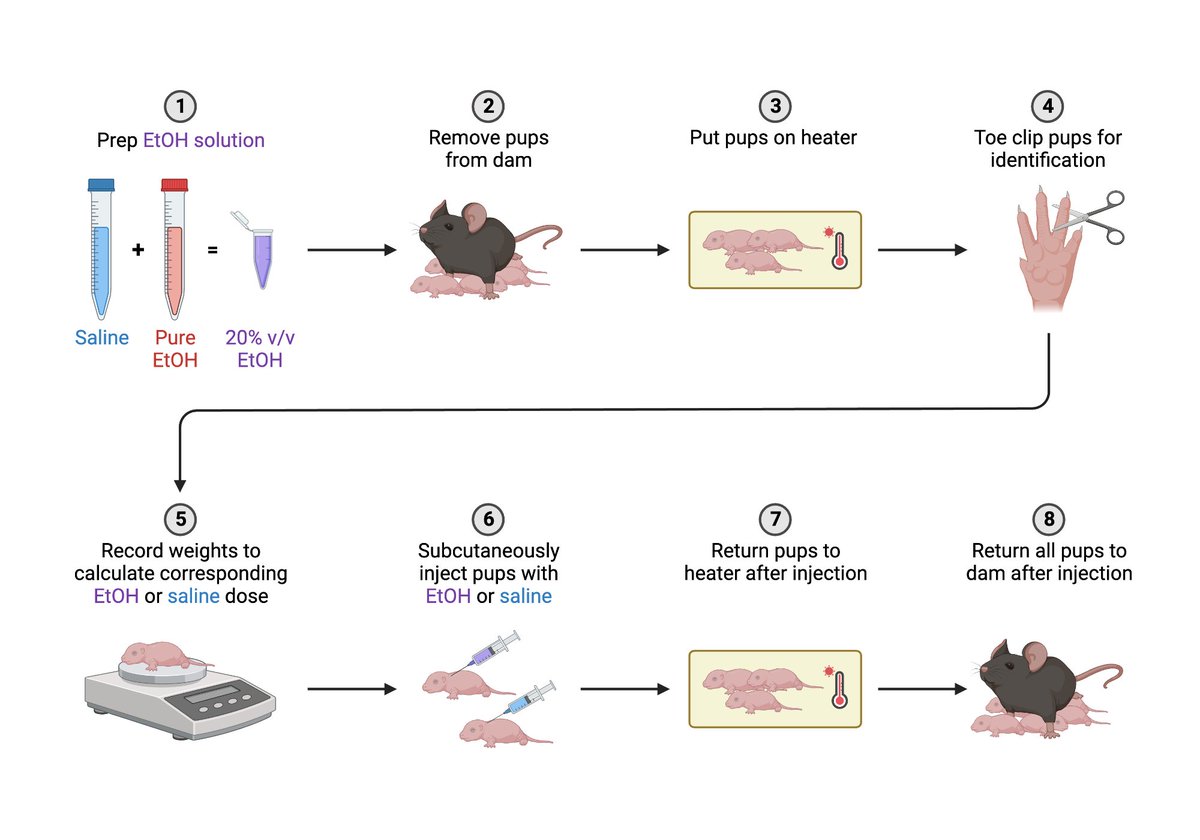 Have you ever had this thought ⤵️ 'If the science takes 2 hours to understand, I might be less willing to read it, skip over parts, or be tempted to find another paper altogether.' It's tough, but true. To avoid that fate, MaKenna Cealie, BioRender's latest SciComm Champion,…