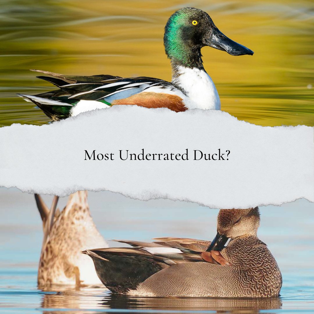 What do you consider the most underrated duck? 

#wildfowl #duck #waterfowl #underrated #guiltypleasure