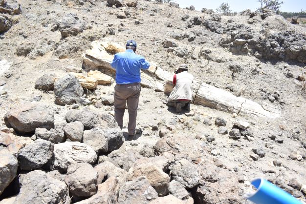 ኣብ ዓዲ ክንዝናብ - ንኡስ ዞባ ዓዲዃላ ዝተረኽበ ናብ ከውሒ ዝተቐየረ ገረብ (petrified wood) ብክኢላታት ስነ-ጥንቲ መጽናዕቲ ይግበረሉ'ሎ።