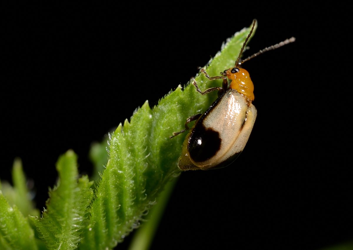 アマチャヅルの葉に止まる #アトボシハムシ。
アマチャヅルは知らないうちにかなり増えたようで、泥の上にあちこち蔓を伸ばしている。
モモブトスカシバがまた来てくれるといいな。
#Paridea quadriplagiata #Chrysomelidae #Coleoptera