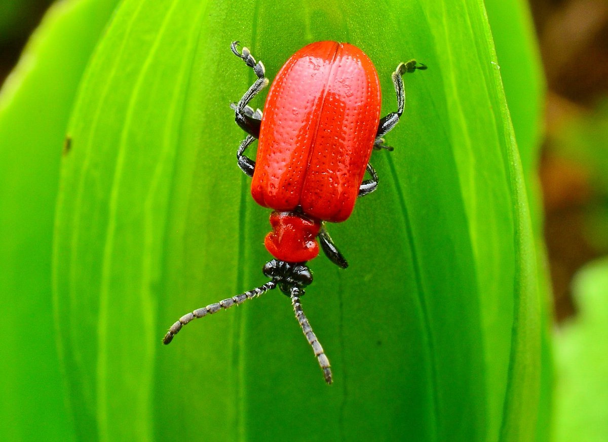 Not what every gardener wants to find. Scarlet Lily beetle (Lilioceris lilii) in my flowerbed today. Stunning little beetle. #Coleoptera