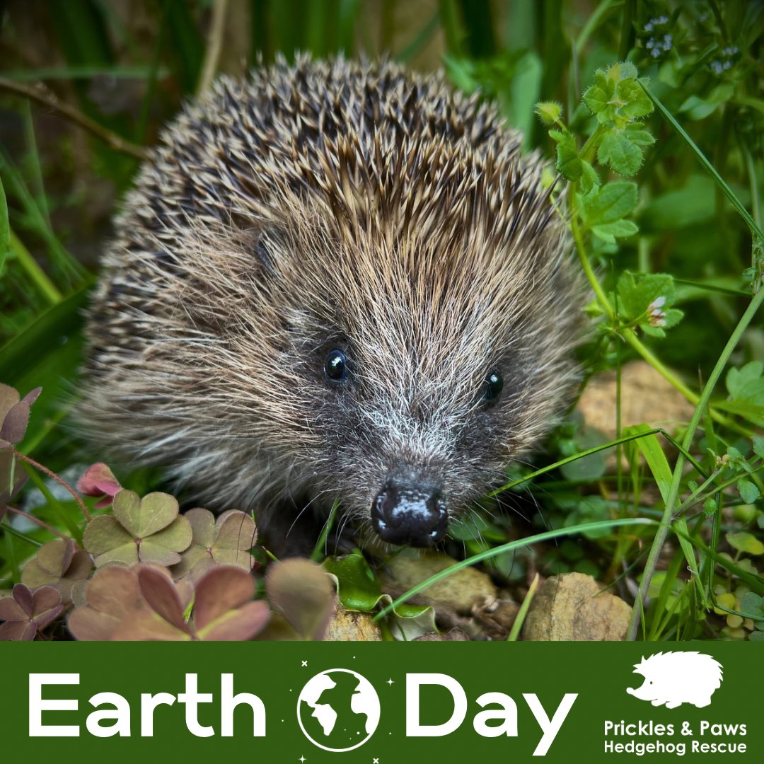 #HappyEarthDay2024 🌎 “Britain is one of the most nature depleted countries in the world. Never has there been a more important time to invest in our wildlife.” David Attenborough Hedgehogs are classified as VULNERABLE TO EXTINCTION, we need to act now. pricklesandpaws.org/donate