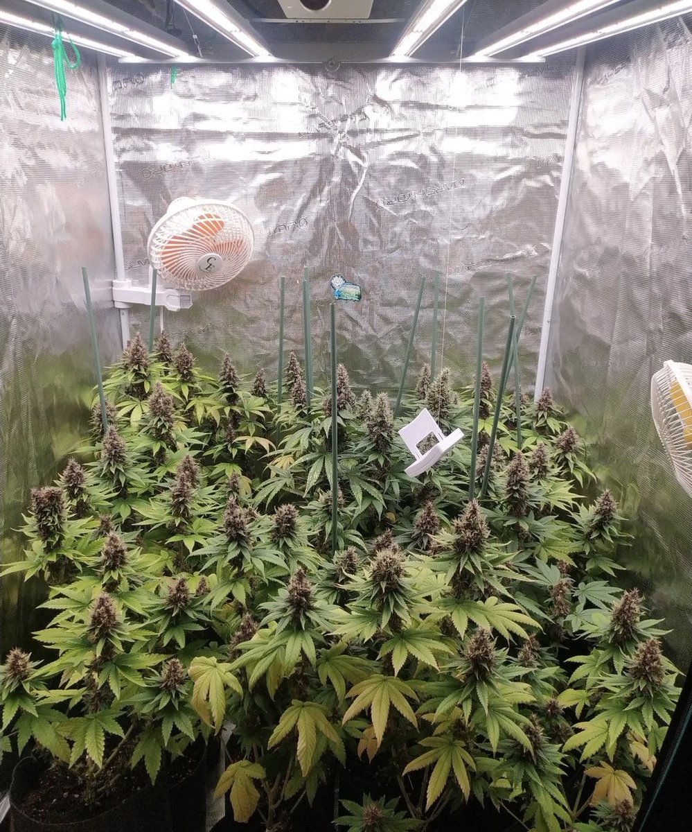 cannaboomslbruj's tweet photo. Las selvas más famosas son de @cannaboomslbruj #fullcrem https://t.co/zmCeoCO956