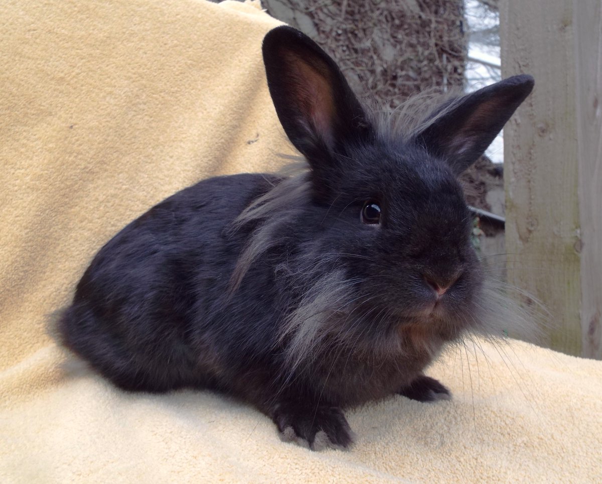 Bingo, who came to us is in bizarre circumstances last month, is now available for re-homing. He's now vaccinated, neutered and ready for a new start, his details will be on our website soon-bleakholt.org/lancashire-ani… 🐰🌞 #adoptdontshop #rabbits #Bunnies #mondaythoughts