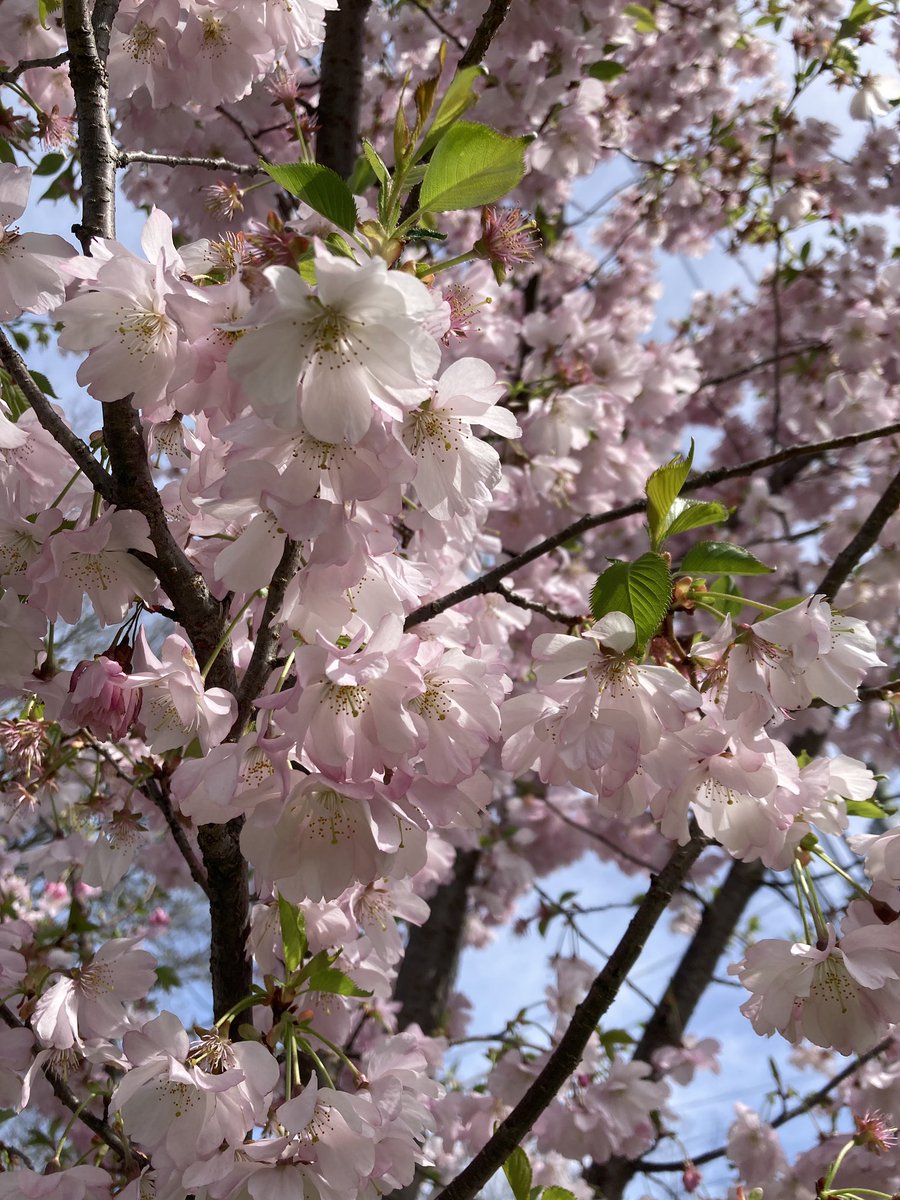 Happy #EarthDay! Celebrate this complex, miraculous planet every day. Recycle, reuse, compost, reduce food waste, adopt a more #PlantBased lifestyle, be kind and respectful to all living creatures.