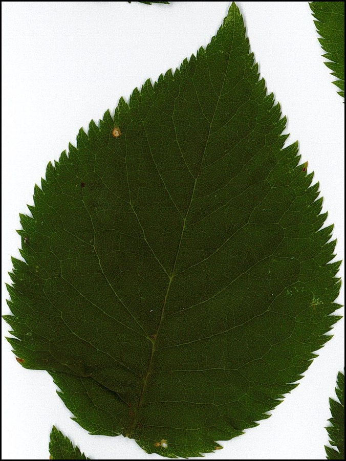 ManuCartereau's tweet photo. Many thanks to @nclsmnts et al. for FAMEeLeS, "A multispecies and fully automated method to  measure morphological leaf traits" (https://t.co/MhFz4Qr7Pd). Very useful for the @BiodiversaPlus @integradiv project 😉🌿 https://t.co/Tg8QVEpvEf