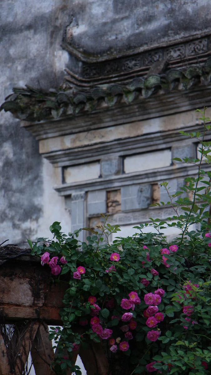 HuangshanGolf's tweet photo. Exploring the rustic beauty of a bygone era, surrounded by the subtle elegance of Xiaojing flowers in the ancient village. #TimelessSplendor #Nature'sCanvas https://t.co/lnrhBpaxpk