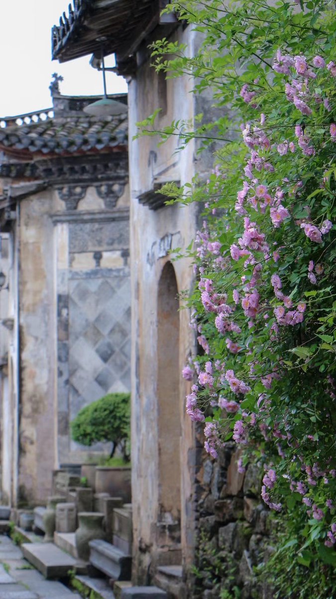 HuangshanGolf's tweet photo. Exploring the rustic beauty of a bygone era, surrounded by the subtle elegance of Xiaojing flowers in the ancient village. #TimelessSplendor #Nature'sCanvas https://t.co/lnrhBpaxpk