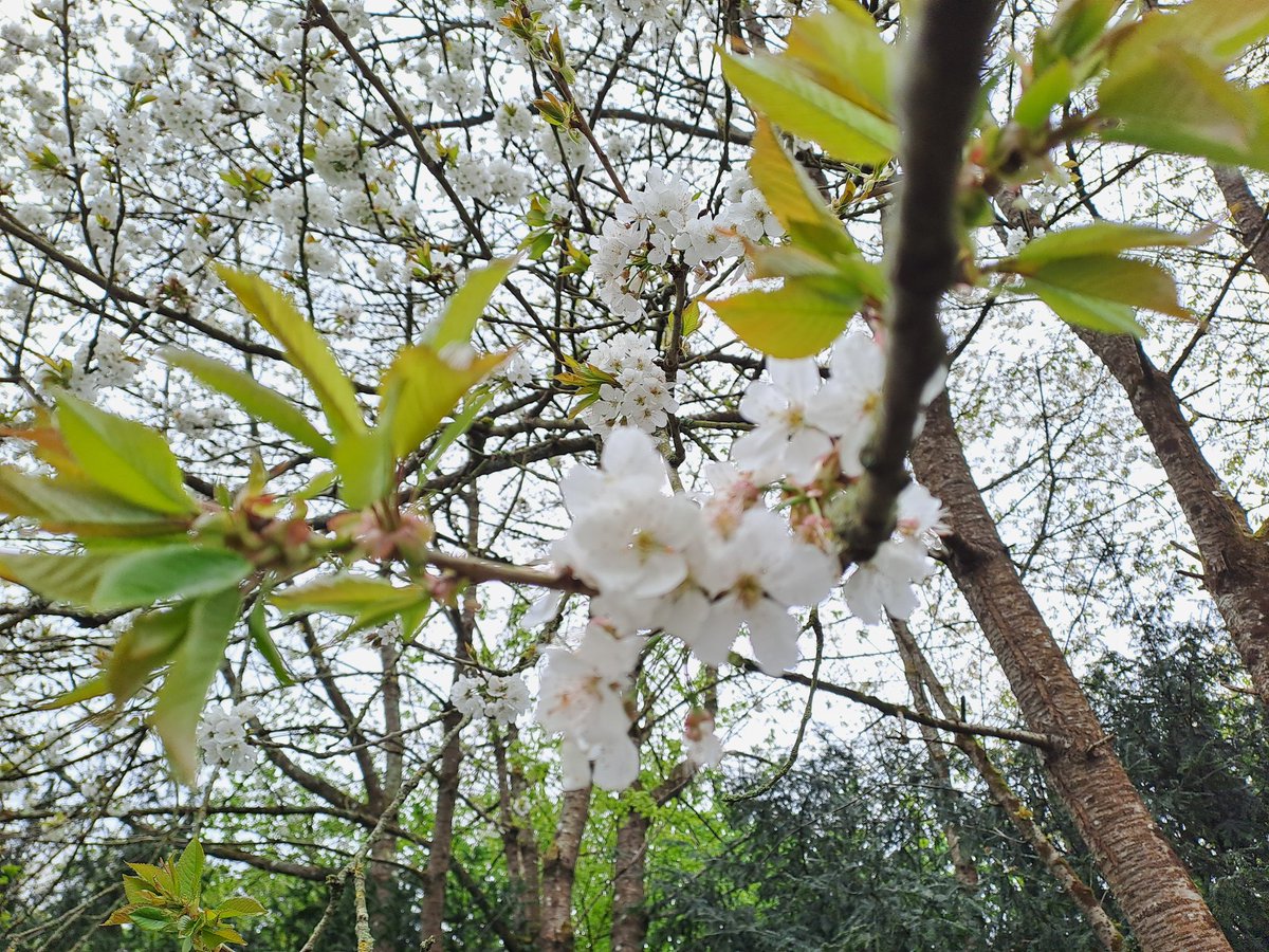 It's #BlossomWeek @NTSouthWest. We're sharing these delicate cherry blossoms from Prior Park.

#BlossomWatch #GW2For1 #CherryBlossom #CherryTrees #Blossom