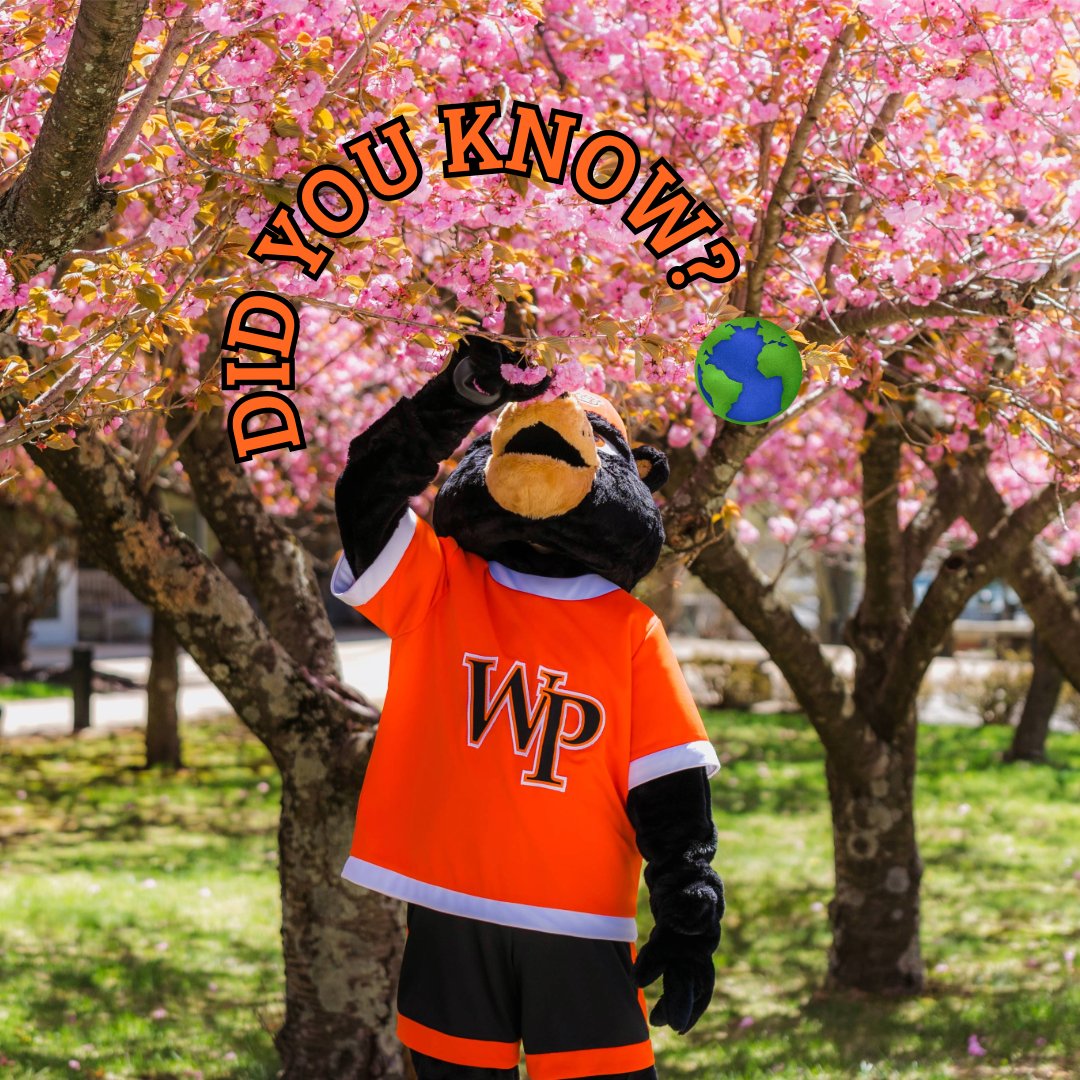 Happy #EarthDay2024 Pioneers! 💚 #WPUNJ is committed to being an energy-efficient, sustainable, and environmentally friendly institution. Learn some interesting facts about our sustainability program 👉 wpunj.edu/sustainability…