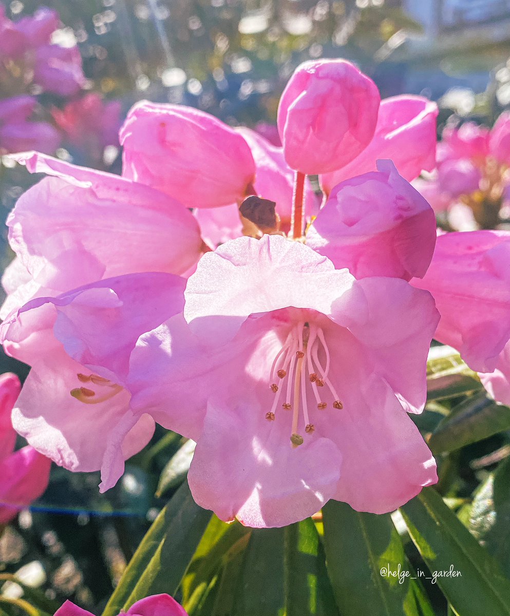 Time for rhododendron (unknown name) in our April garden.😄
#Flowers #nature #NaturePhotography #gardening #gardens #Norway  #plants #rhododendron #NaturePhoto