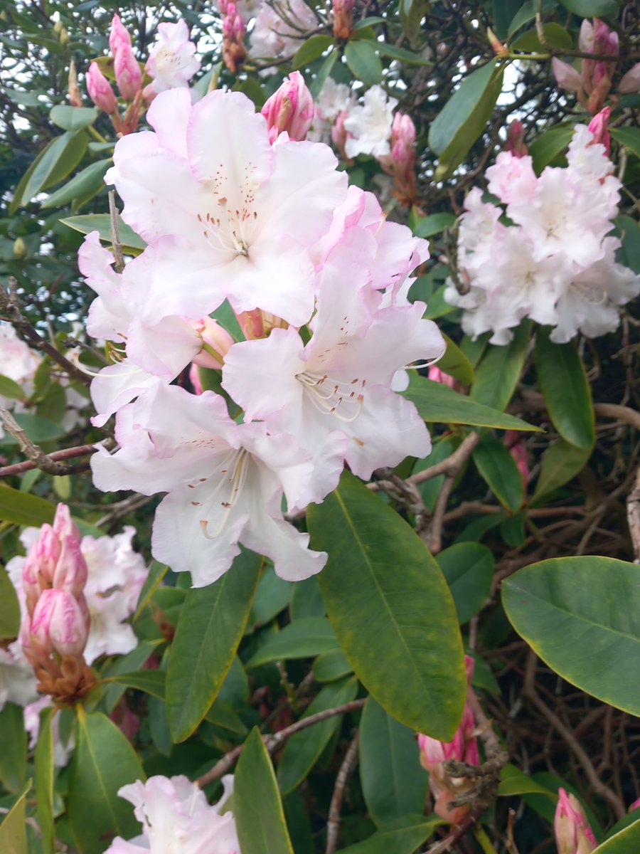 Rhododendrons looking superb this year <a href="/DulwichPark/">Dulwich Park Friends</a> <a href="/DulwichGarden/">DulwichSocietyGarden</a> #rhododendrons #spring #londonparks
<a href="/LondonNPC/">London National Park City*</a>