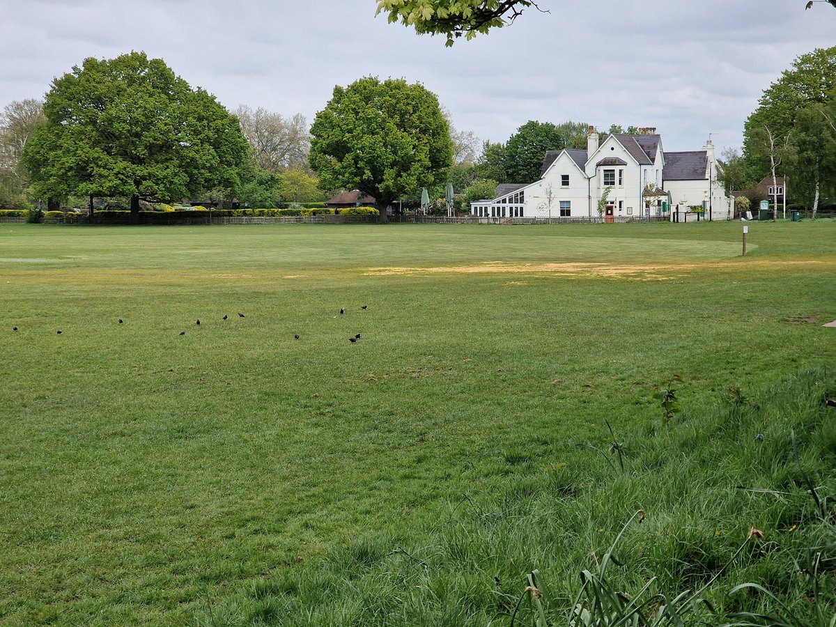 Loving the 3-tier mowing on the dog-free zone of Wandsworth Common this year. Close for the cricket outfields, medium for the ground-feeders and lower wildflowers and lush edges for the rest. Starlings enjoying it and green woodpecker also heard. @EnableParks