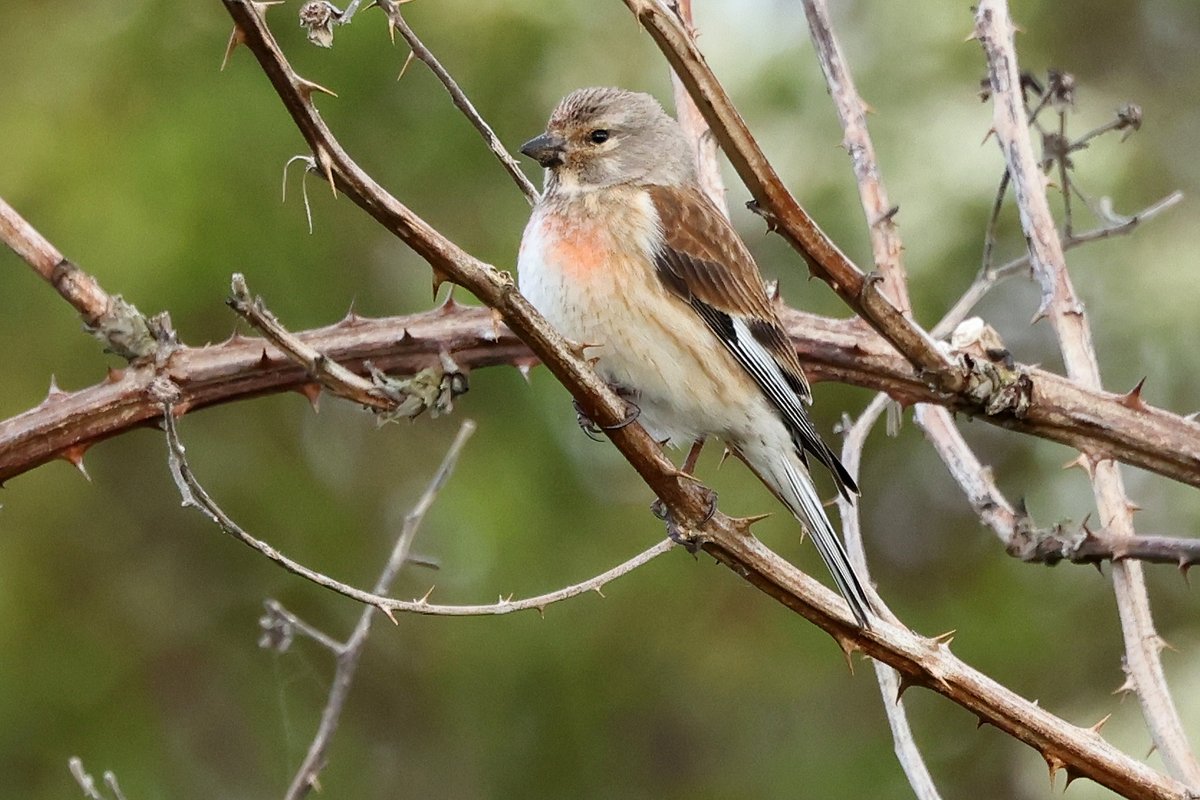 A lovely welcome to Rainham Marshes from this male Linnet.