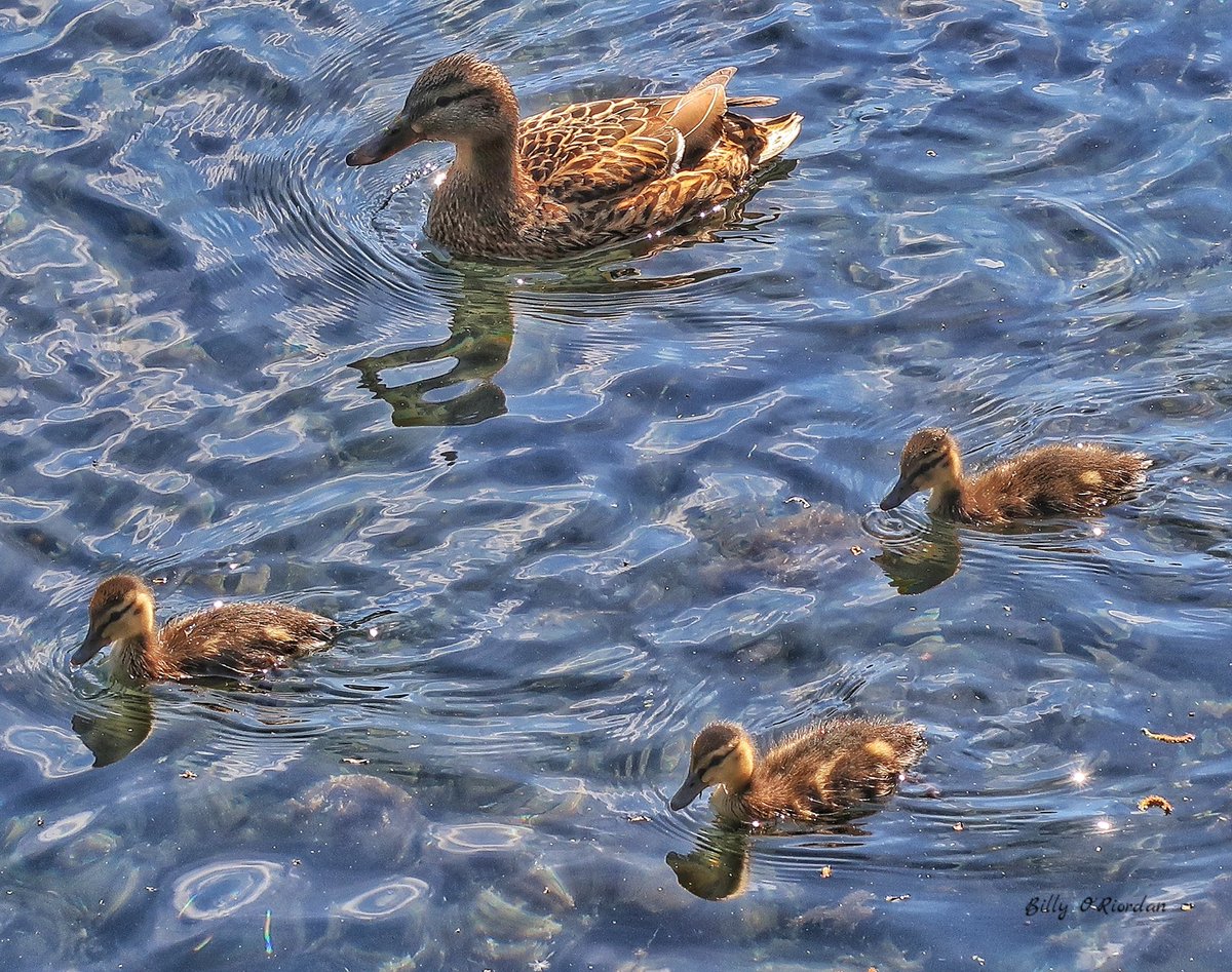 BillyORiordan's tweet photo. New arrivals on Marlfield Lake, Clonmel. #Marlfield #Clonmel #Tipperary #NatureLover #photography #photooftheday https://t.co/5IihOOlnTm