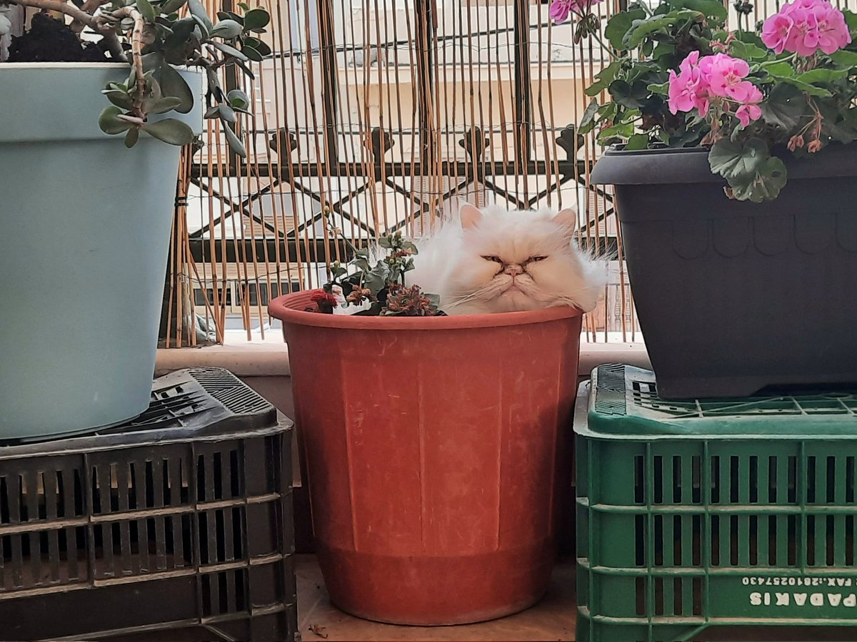 Flower pot cat